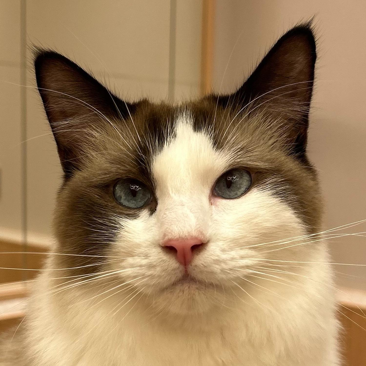 シモン